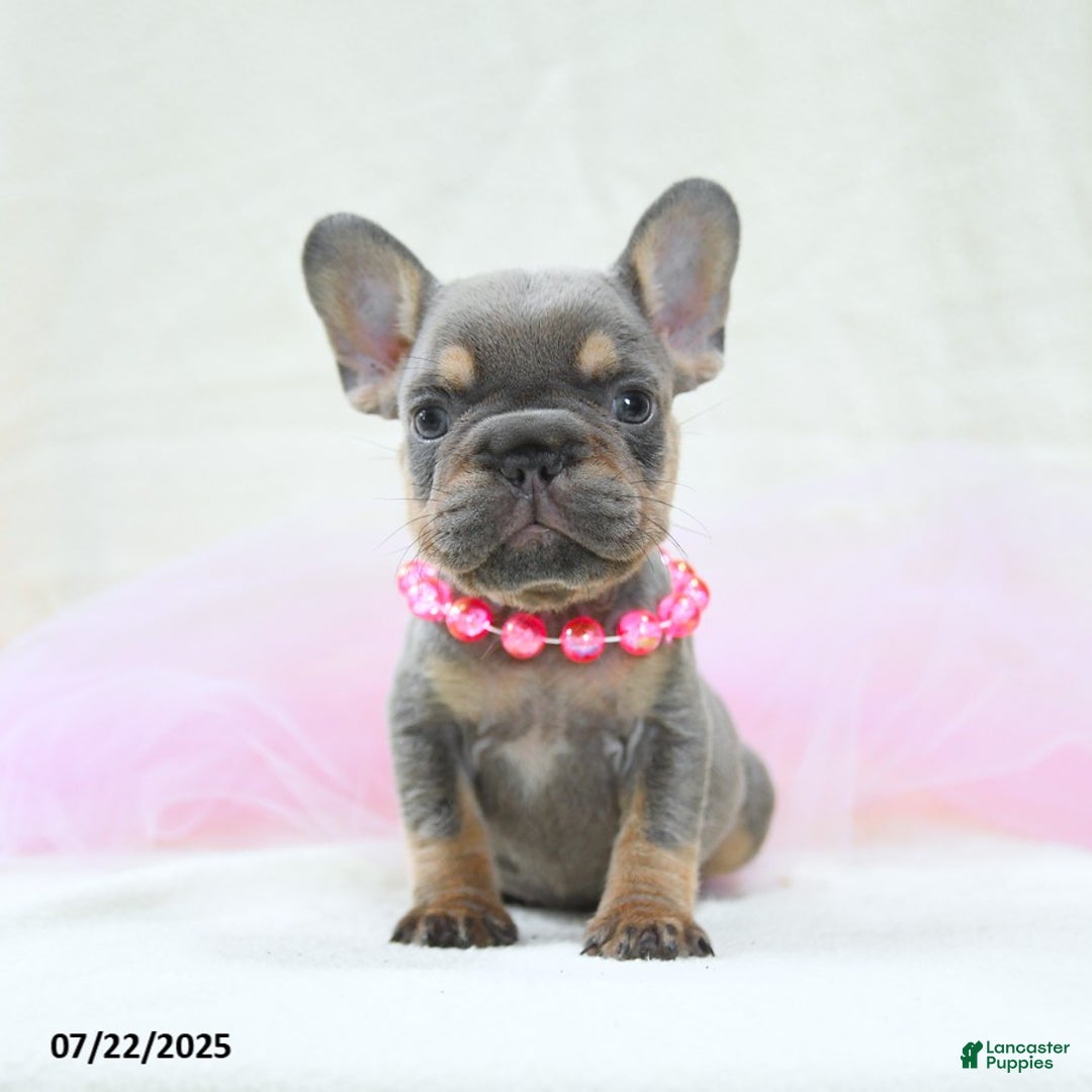 French Bulldog dogs for sale: Eleanor Akc - Image 5