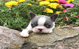 Boston Terrier dogs for sale: Pearl - Image 1