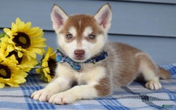 Siberian Husky dogs for sale: Cleo - Image 8