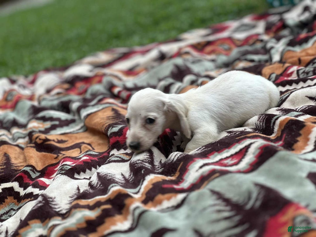 Miniature Dachshund dogs for sale: Ice - Image 6