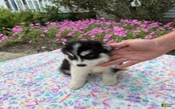 Pomsky dogs for sale: Bingo - Image 3