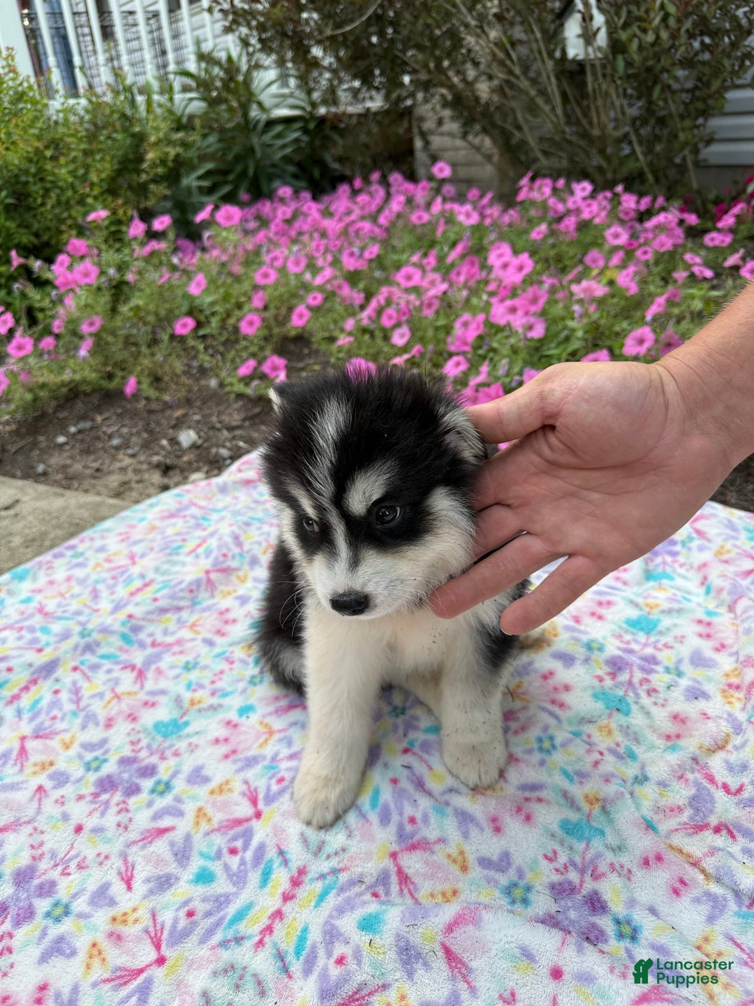 Pomsky dogs for sale: Bingo - Image 3