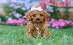 Cavapoo dogs for sale: Cavapoo 4 puppies - Image 15