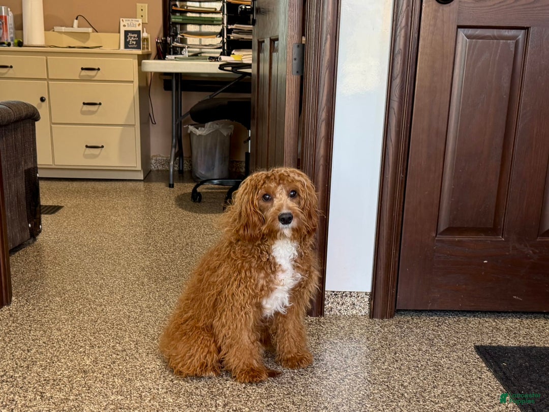 Cavapoo dogs for sale: Tigger - Image 1