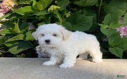 Coton De Tulear dogs for sale: Pearl - Image 10
