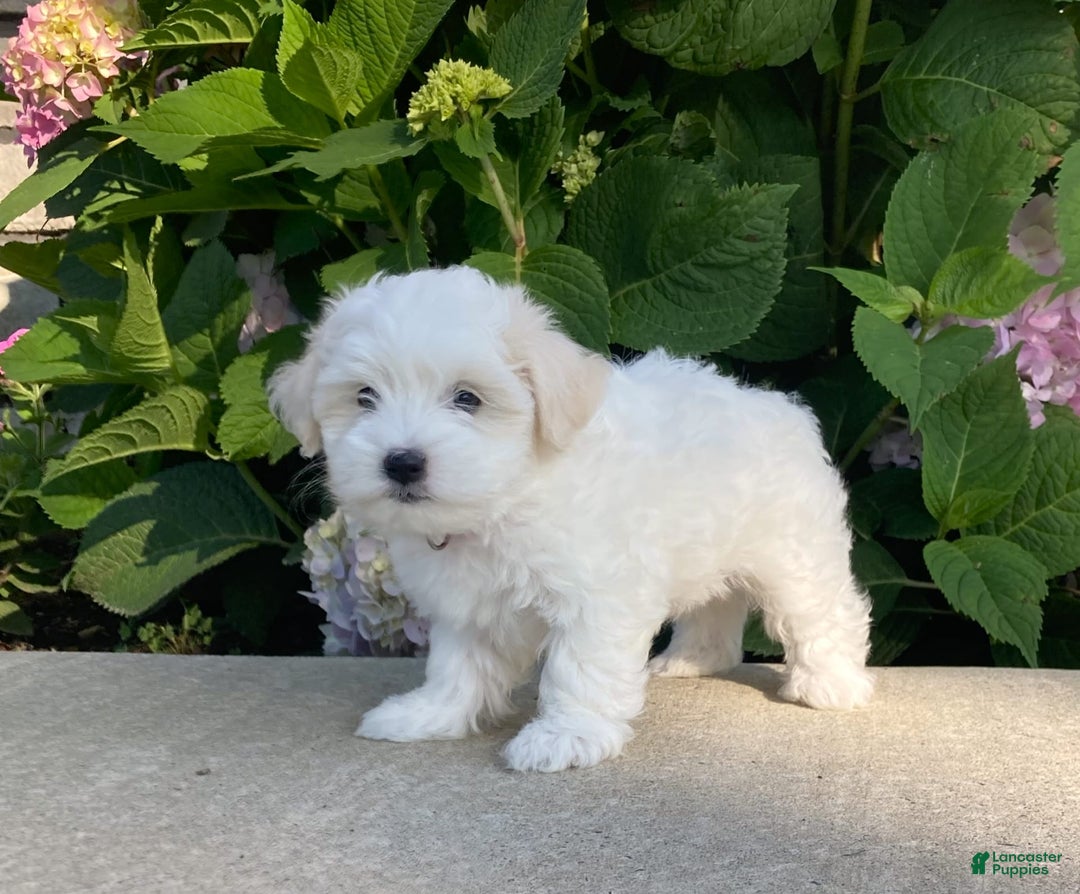 Coton De Tulear dogs for sale: Pearl - Image 10