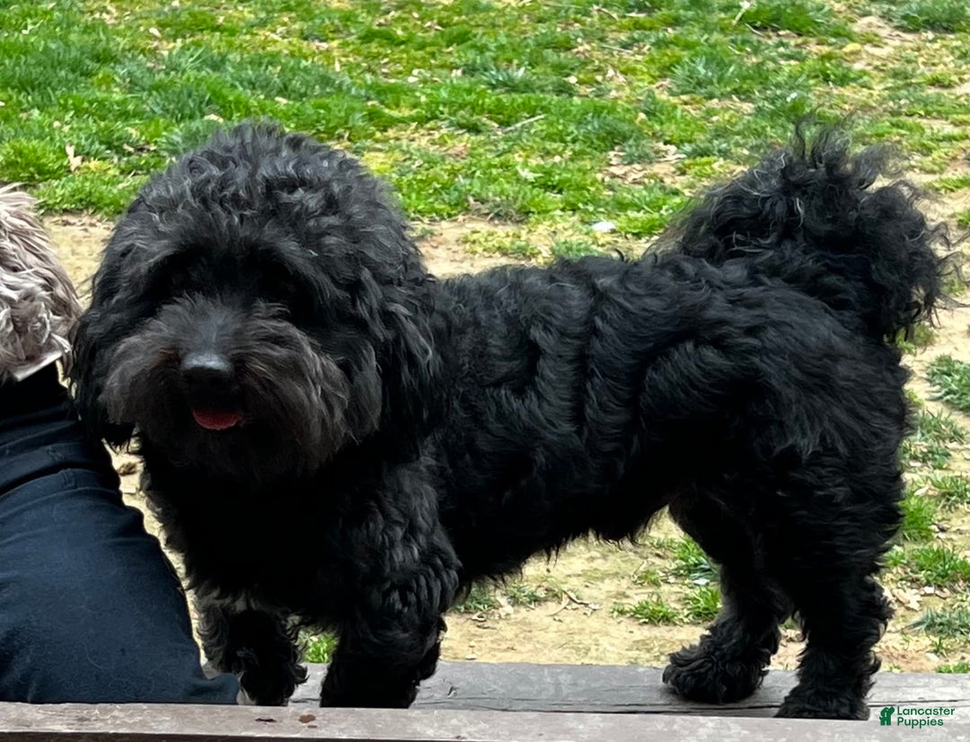 Havanese dogs for sale: Beau Riley - Image 3