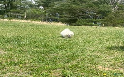 Samoyed dogs for sale: Siofra - Image 5
