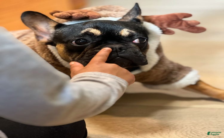 French Bulldog dogs for sale - Ad 1
