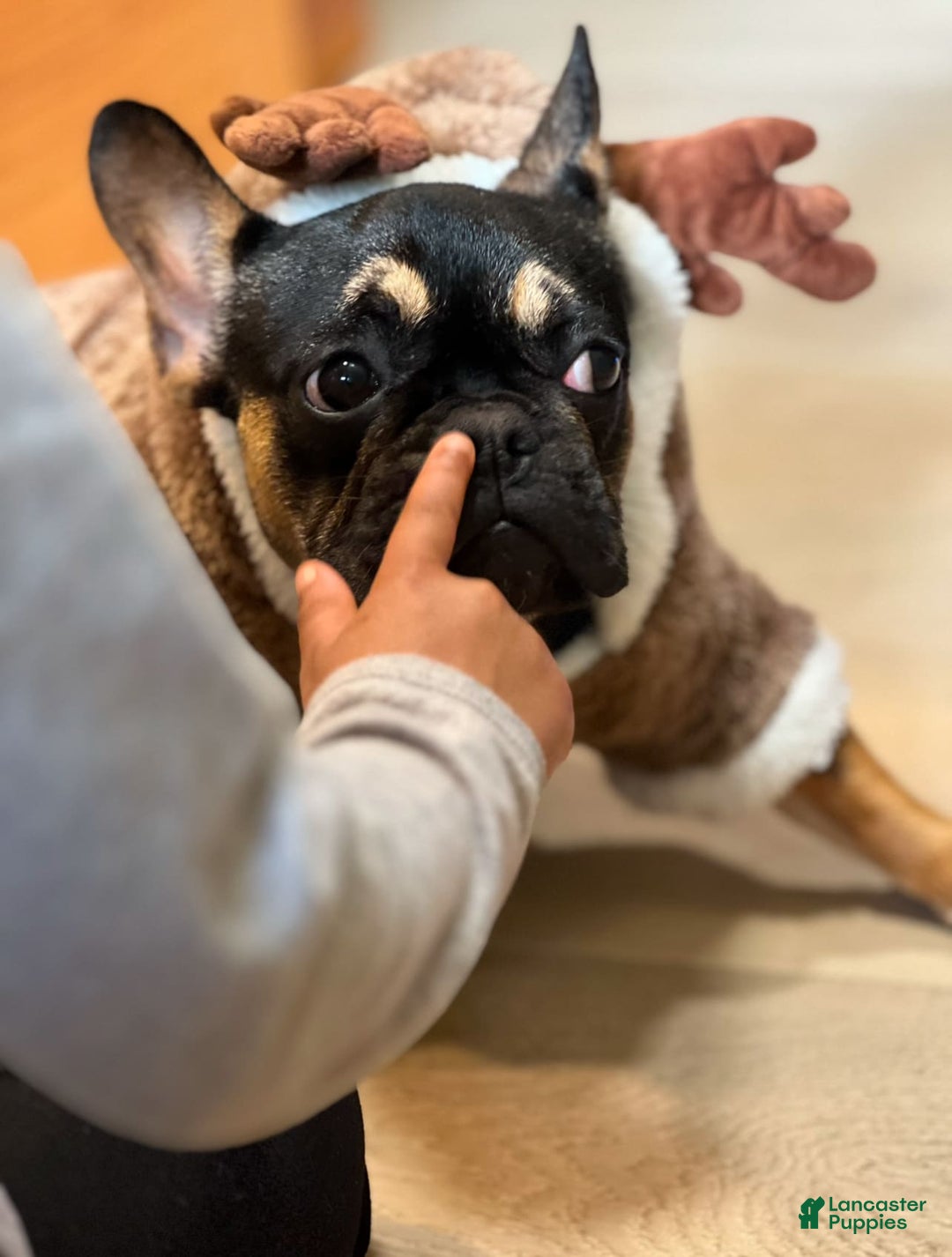 French Bulldog dogs for sale: Remi - Image 1