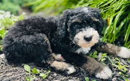 Bernedoodle dogs for sale: Camper - Image 7