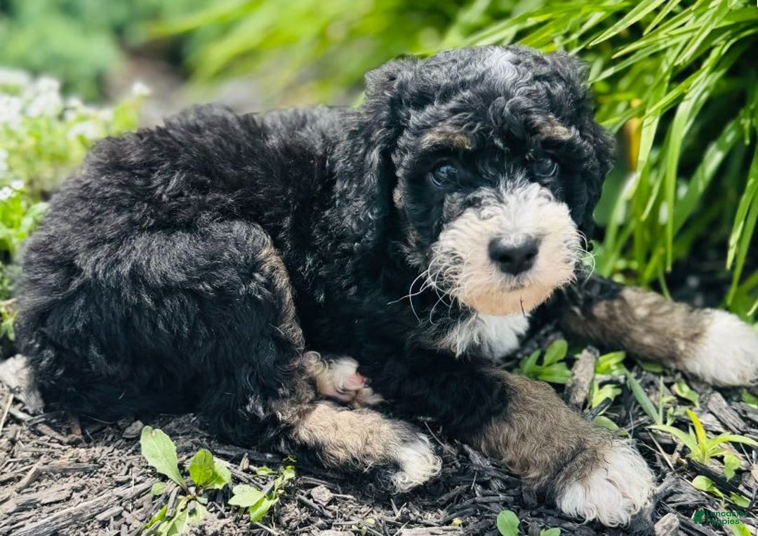 Bernedoodle dogs for sale: Camper - Image 7