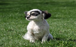 Shihpoo dogs for sale: Abby - Image 12