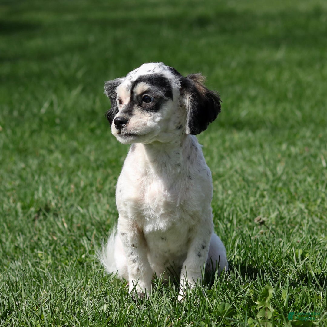 Shihpoo dogs for sale: Abby - Image 12