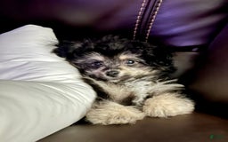 Bichon Frise dogs for sale: Rocky - Image 4