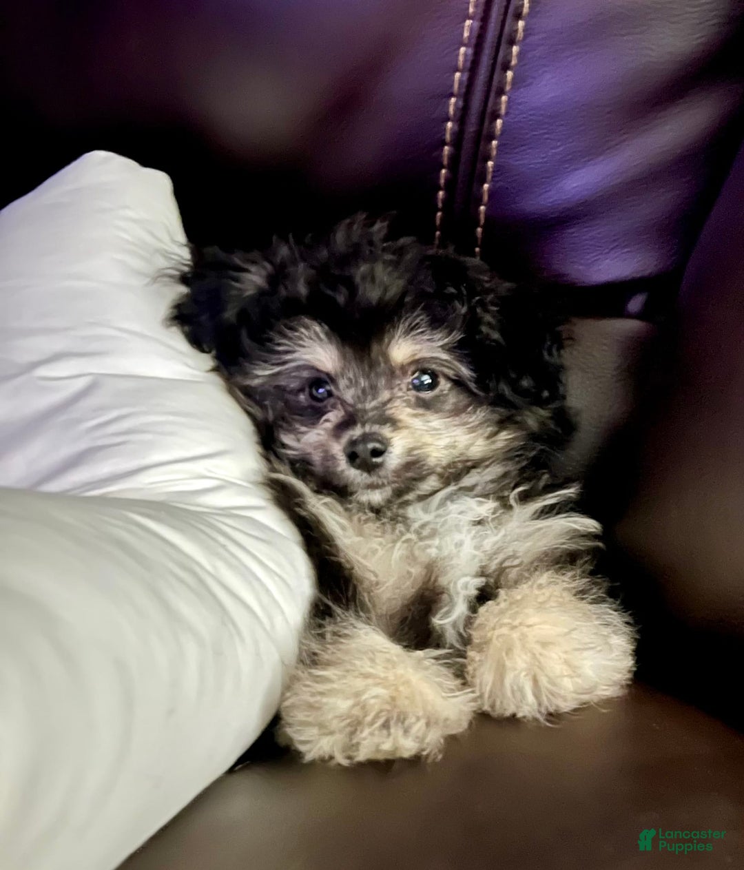 Bichon Frise dogs for sale: Rocky - Image 4