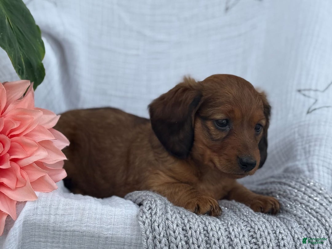 Miniature Dachshund dogs for sale: Max - Image 25