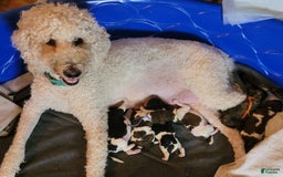 Labradoodle dogs for sale: Hibiscus - Image 5