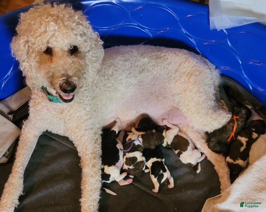 Labradoodle dogs for sale: Hibiscus - Image 5