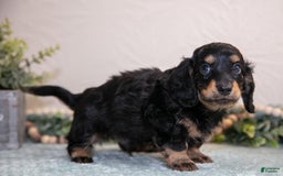 Miniature Dachshund dogs for sale: Kody - Image 2