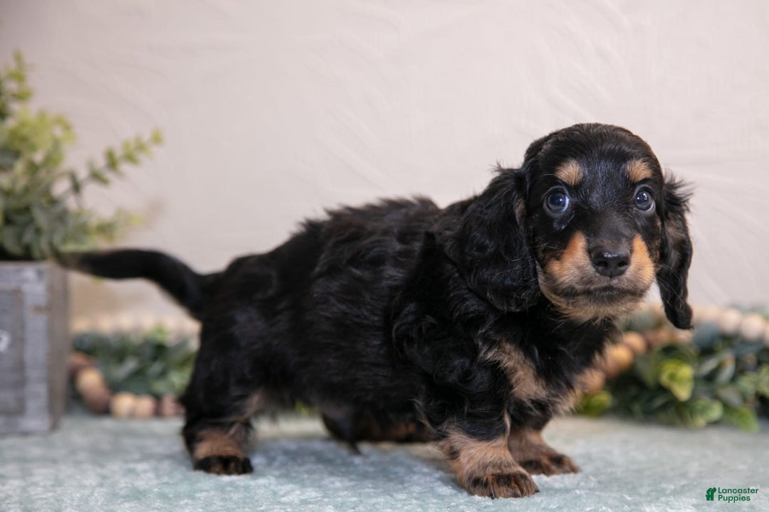 Miniature Dachshund dogs for sale: Kody - Image 2