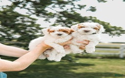 Mini Goldendoodle dogs for sale: Red Collar - Image 1
