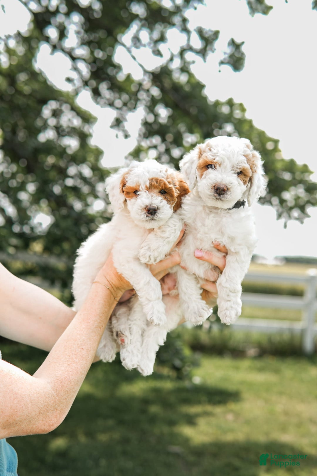 Mini Goldendoodle dogs for sale: Red Collar - Image 1