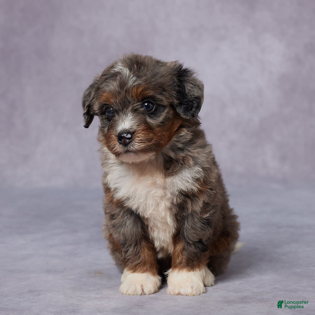 Mini Bernedoodle dogs for sale: Clara - Image 2