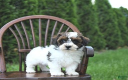 Miniature Poodle dogs for sale: Tucker Extra Small - Image 5