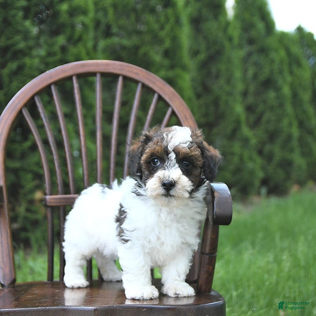 Miniature Poodle dogs for sale: Tucker Extra Small - Image 5