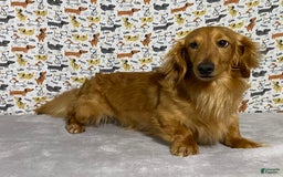 Miniature Dachshund dogs for sale: Parker - Image 7