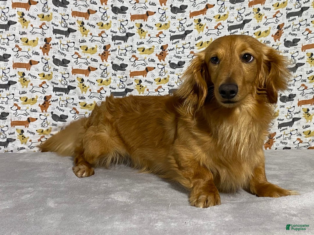 Miniature Dachshund dogs for sale: Parker - Image 7