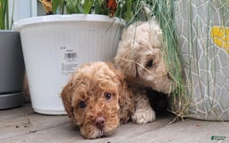 Bichpoo dogs for sale: Bichpoo 7 puppies - Image 4