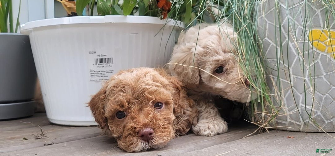 Bichpoo dogs for sale: Bichpoo 7 puppies - Image 4