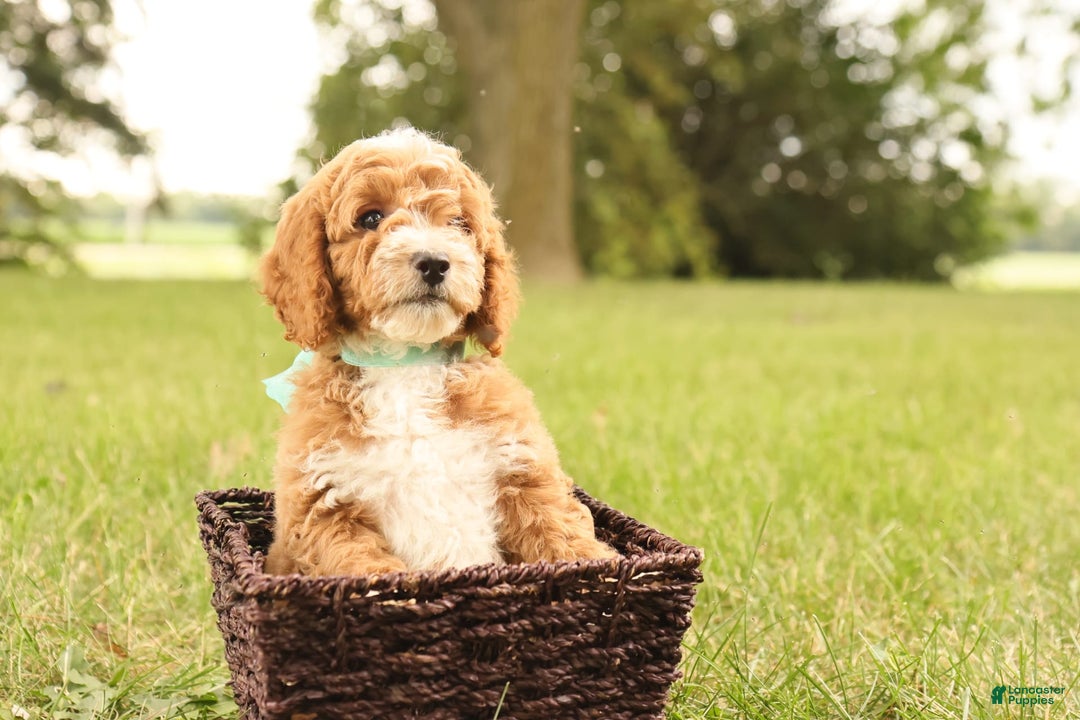 Mini Goldendoodle dogs for sale: Lily - Image 15