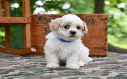 Shih Tzu dogs for sale: Rambo - Image 5
