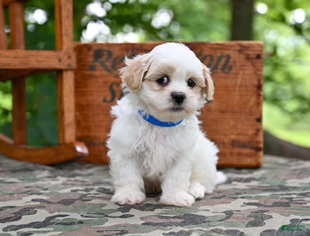 Shih Tzu dogs for sale: Rambo - Image 5
