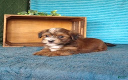 Havanese dogs for sale: Shadow - Image 1