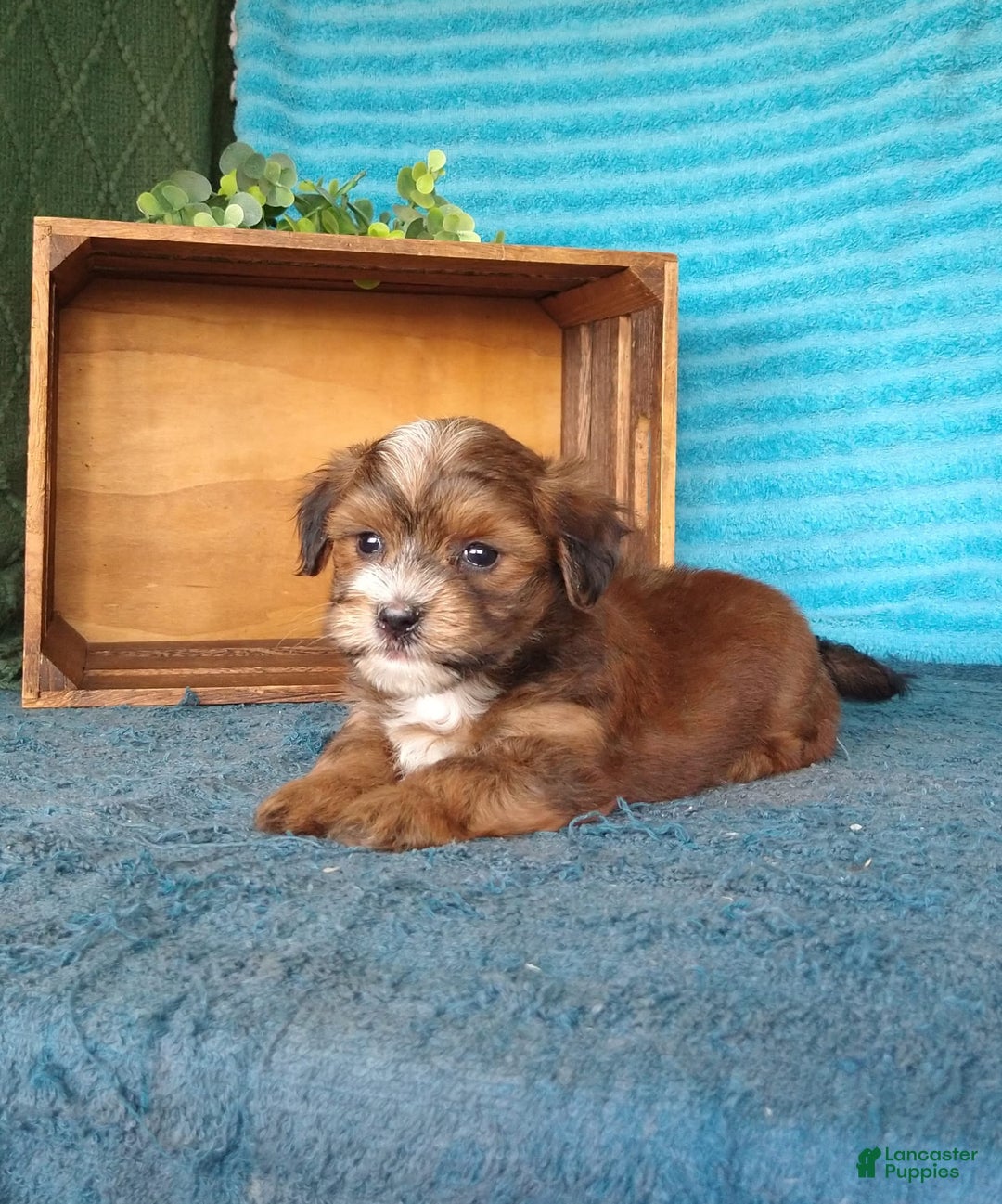 Havanese dogs for sale: Shadow - Image 1