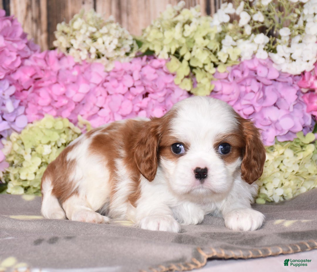 Cavalier King Charles Spaniel dogs for sale: Vegas - Image 4