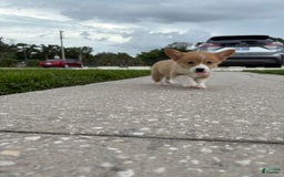 Welsh Corgi Pembroke dogs for sale: Yellow - Image 2