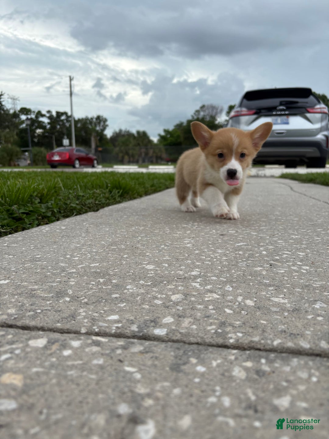 Welsh Corgi Pembroke dogs for sale: Yellow - Image 2