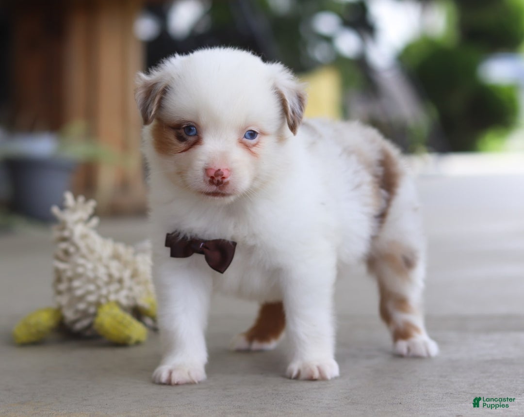 Australian Shepherd dogs for sale: Zachary - Image 8