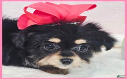 Morkie dogs for sale: Ivy - Image 1