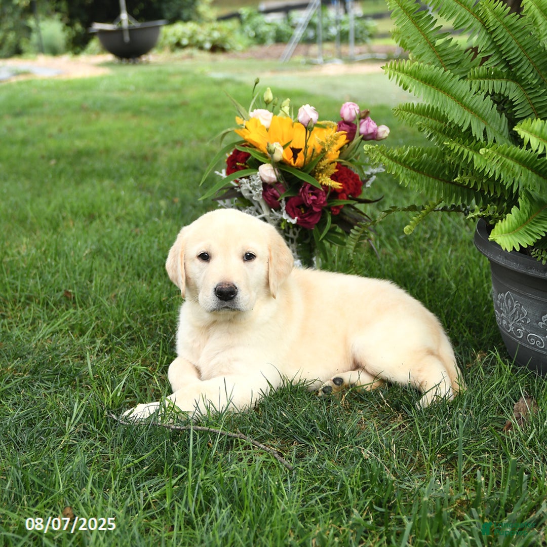 Goldador dogs for sale: Skipper - Image 2
