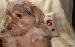 Yorkshire Terrier dogs for sale: Duke - Image 4