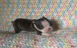 Boston Terrier dogs for sale: Lil Blue - Image 2