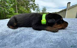 Rottweiler dogs for sale: Green Collar - Image 1