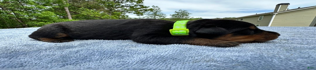 Green Collar