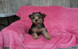 Yorkshire Terrier dogs for sale: Tank - Image 5